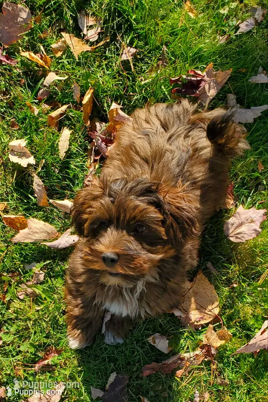 Akc Champion Great Grandsire Red  – Havanese puppy for sale in Olean, NY