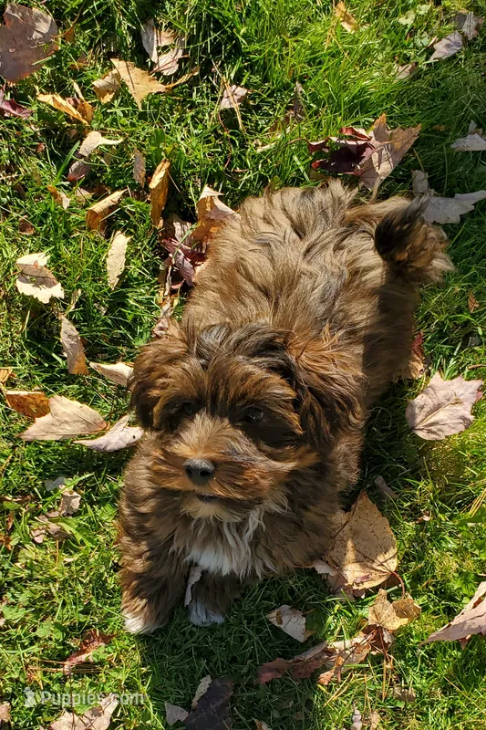 Akc Champion Great Grandsire Red  – Havanese puppy for sale in Olean, NY