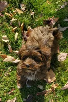Akc Champion Great Grandsire Red , a male Havanese for sale in Olean, NY – 1 of 6