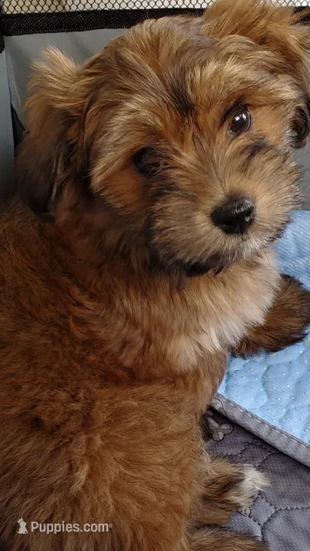 Akc Intime Aka Rosie Watch Video  – Havanese puppy for sale in Olean, NY
