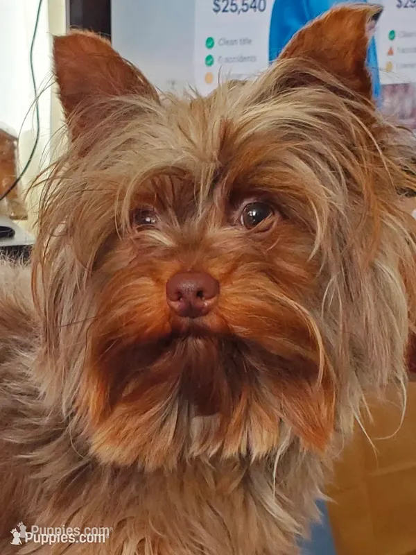 Chocolate Merle 6.5lbs  – Yorkshire Terrier puppy for sale in Olean, NY