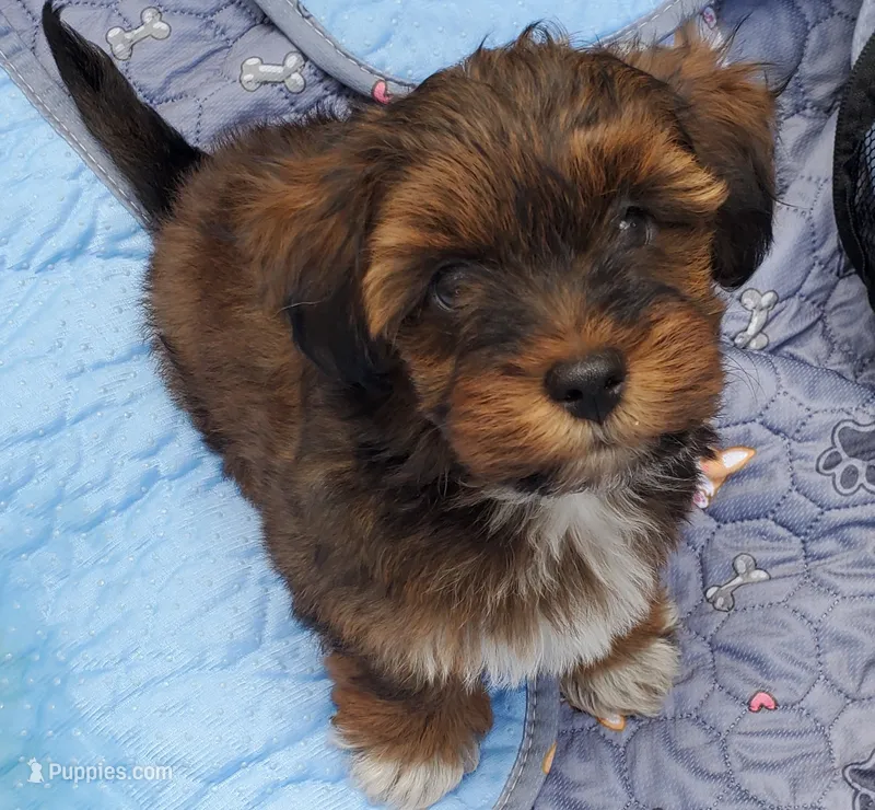Akc Dark Red Flame Watch Video  – Havanese puppy for sale in Olean, NY