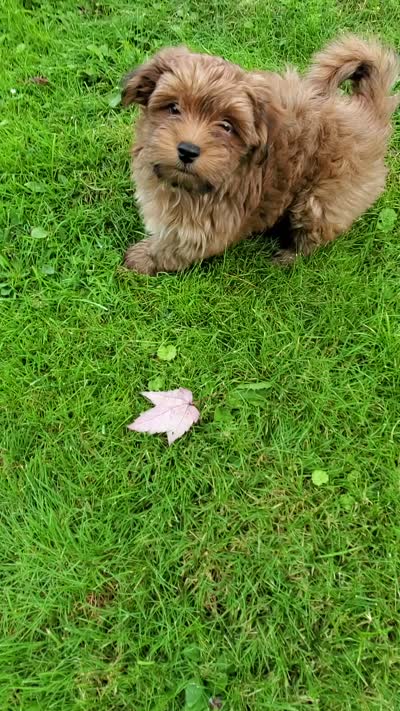 Akc Red Watch Popsicle Video , a male Havanese for sale in Olean, NY – 7 of 9