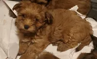 Akc Red Popsicle , a male Havanese for sale in Olean, NY – 1 of 9