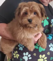 Akc Red video , a male Havanese for sale in Olean, NY – 5 of 8