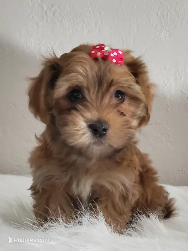 Akc Ch.Grt.Gr.Sire  Red