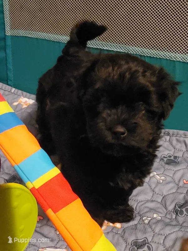 Gemma  – Havanese, Havapoo puppy for sale in Olean, NY
