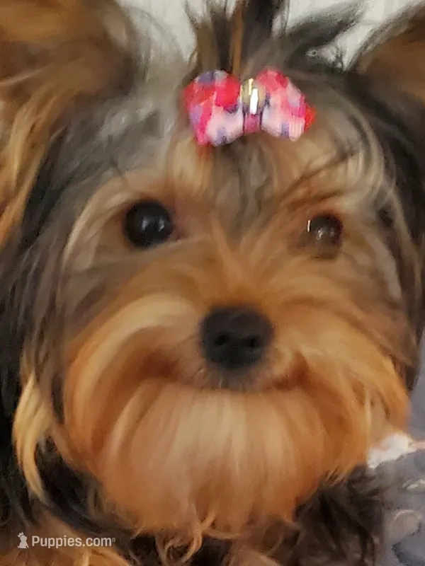 Akc Twinky  – Yorkshire Terrier puppy for sale in Olean, NY