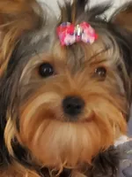 Akc Twinky , a female Yorkshire Terrier for sale in Olean, NY – 2 of 4
