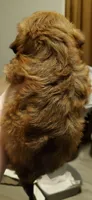 On Hold Akc Red watch video , a male Havanese for sale in Olean, NY – 3 of 9