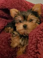 Akc pebbles , a female Yorkshire Terrier for sale in Olean, NY – 3 of 7