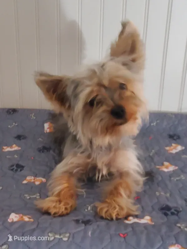 Akc Bluebee – Yorkshire Terrier puppy for sale in Olean, NY