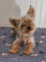 Akc Bluebee, a male Yorkshire Terrier for sale in Olean, NY – 2 of 2
