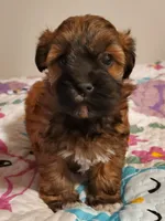 Red Cherry Havapoo , a female Havapoo for sale in Olean, NY – 3 of 10