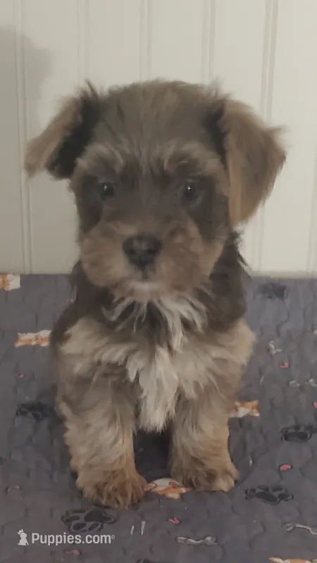 Havanese + Yorkie  Aka Havashire.  – Havanese puppy for sale in Olean, NY