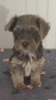 Havanese + Yorkie  Aka Havashire. , a male Havanese for sale in Olean, NY – 1 of 4