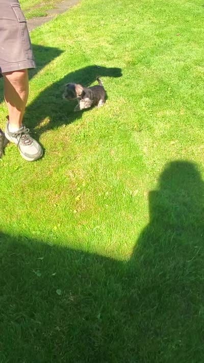 Havanese + Yorkie  watch video , a male Havanese for sale in Olean, NY – 4 of 4