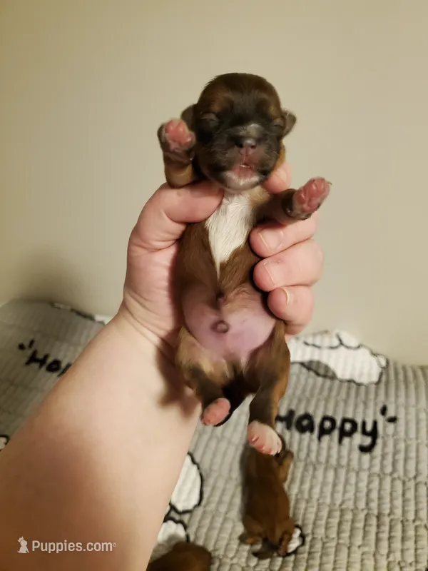 Akc Dark Red Football  – Havanese puppy for sale in Olean, NY