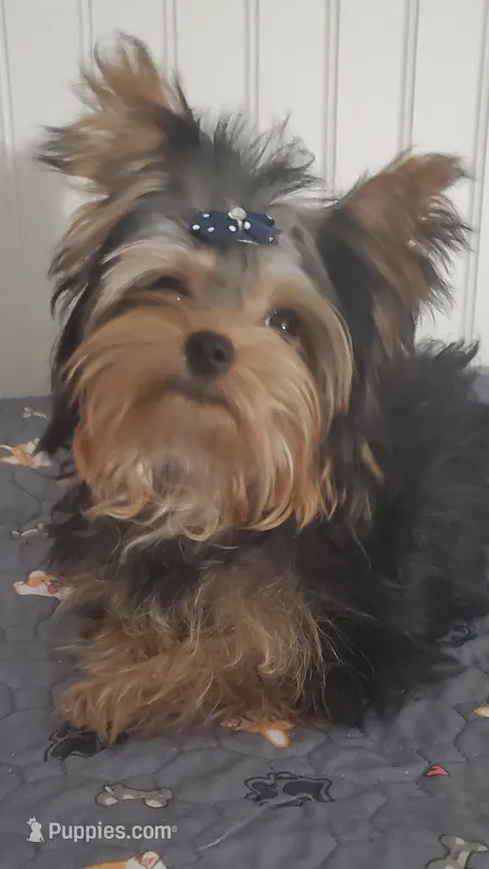 Akc Twinky  – Yorkshire Terrier puppy for sale in Olean, NY