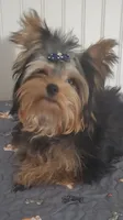 Akc Twinky weekend Special $1250.00 $300.Off , a female Yorkshire Terrier for sale in Olean, NY – 2 of 10
