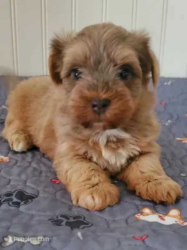 Akc Sonny  – Havanese puppy for sale in Olean, NY