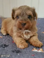 Akc Sonny , a male Havanese for sale in Olean, NY – 3 of 5