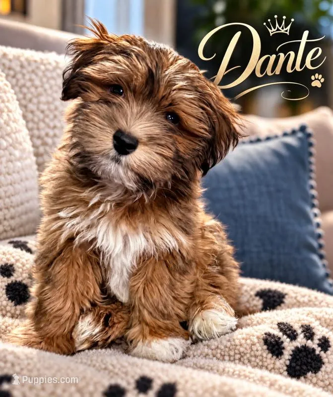 SOLD  Akc Red watch video  – Havanese puppy for sale in Olean, NY