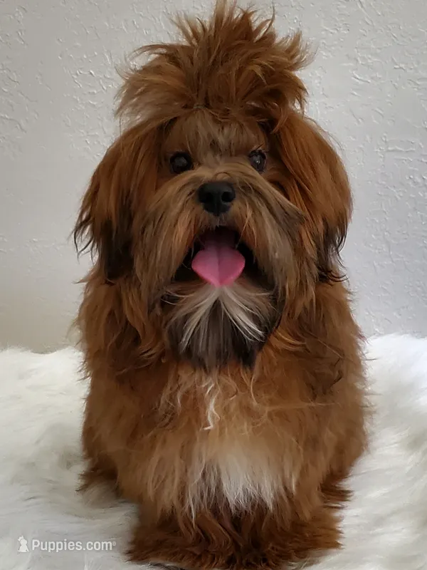 Akc Red Rosie  – Havanese puppy for sale in Olean, NY