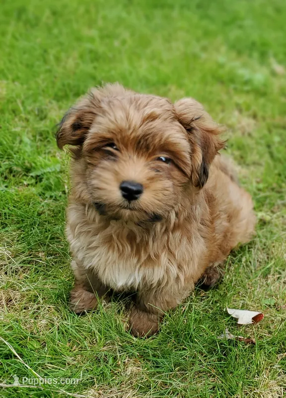 Akc Red Watch Popsicle Video  – Havanese puppy for sale in Olean, NY