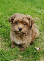Akc Red Watch Popsicle Video , a male Havanese for sale in Olean, NY – 3 of 9