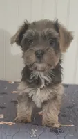 Havanese + Yorkie  Aka Havashire. , a male Havanese for sale in Olean, NY – 2 of 4
