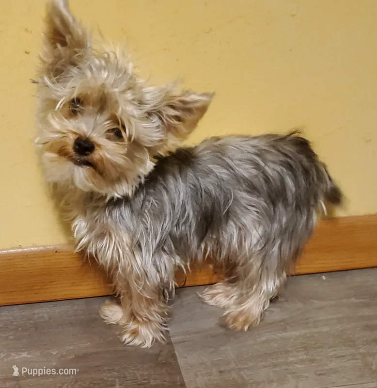 Akc Bluebee – Yorkshire Terrier puppy for sale in Olean, NY