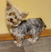 Akc Bluebee This  Weekend Special $225.00 Off $875.00, a male Yorkshire Terrier for sale in Olean, NY – 2 of 7