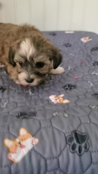 Akc Star , a female Havanese for sale in Olean, NY – 7 of 8