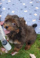Akc small toy  Red Chocolate Sable , a male Havanese for sale in Olean, NY – 2 of 7
