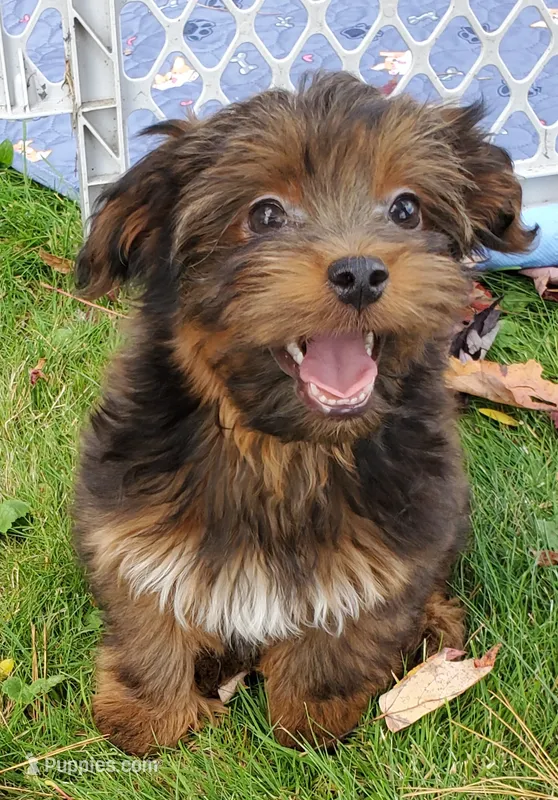 Akc small toy  Red Chocolate Sable  – Havanese puppy for sale in Olean, NY
