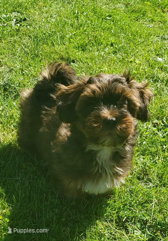Akc Dark Red Flame Watch Video  – Havanese puppy for sale in Olean, NY