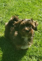 Akc Dark Red , a male Havanese for sale in Olean, NY – 3 of 10