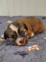 Akc Ch.Grt.Gr.Sire  Red , a  Havanese for sale in Olean, NY – 7 of 10