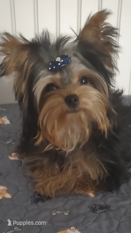Akc Twinky weekend Special $1250.00 $300.Off  – Yorkshire Terrier puppy for sale in Olean, NY