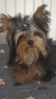Akc Twinky weekend Special $1250.00 $300.Off , a female Yorkshire Terrier for sale in Olean, NY – 1 of 10