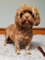 Akc small toy  Red Weekend Special Read Whole add. , a male Havanese for sale in Olean, NY – 8 of 10