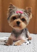 Akc 25 KARATE GOLD , a female Yorkshire Terrier for sale in Olean, NY – 9 of 9