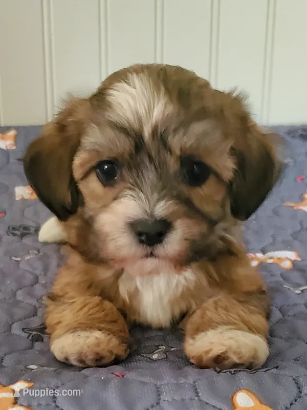 On Hold 4 Rebecca Akc Star  – Havanese puppy for sale in Olean, NY