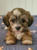 Akc Star , a female Havanese for sale in Olean, NY – 2 of 8
