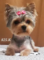 Akc 25 KARATE GOLD , a female Yorkshire Terrier for sale in Olean, NY – 6 of 9