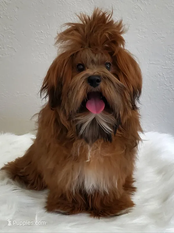Akc Ch Grt Grandsire Dark Reds Coming Soon  – Havanese puppy for sale in Olean, NY