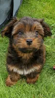 Akc Fire , a male Havanese for sale in Olean, NY – 3 of 10