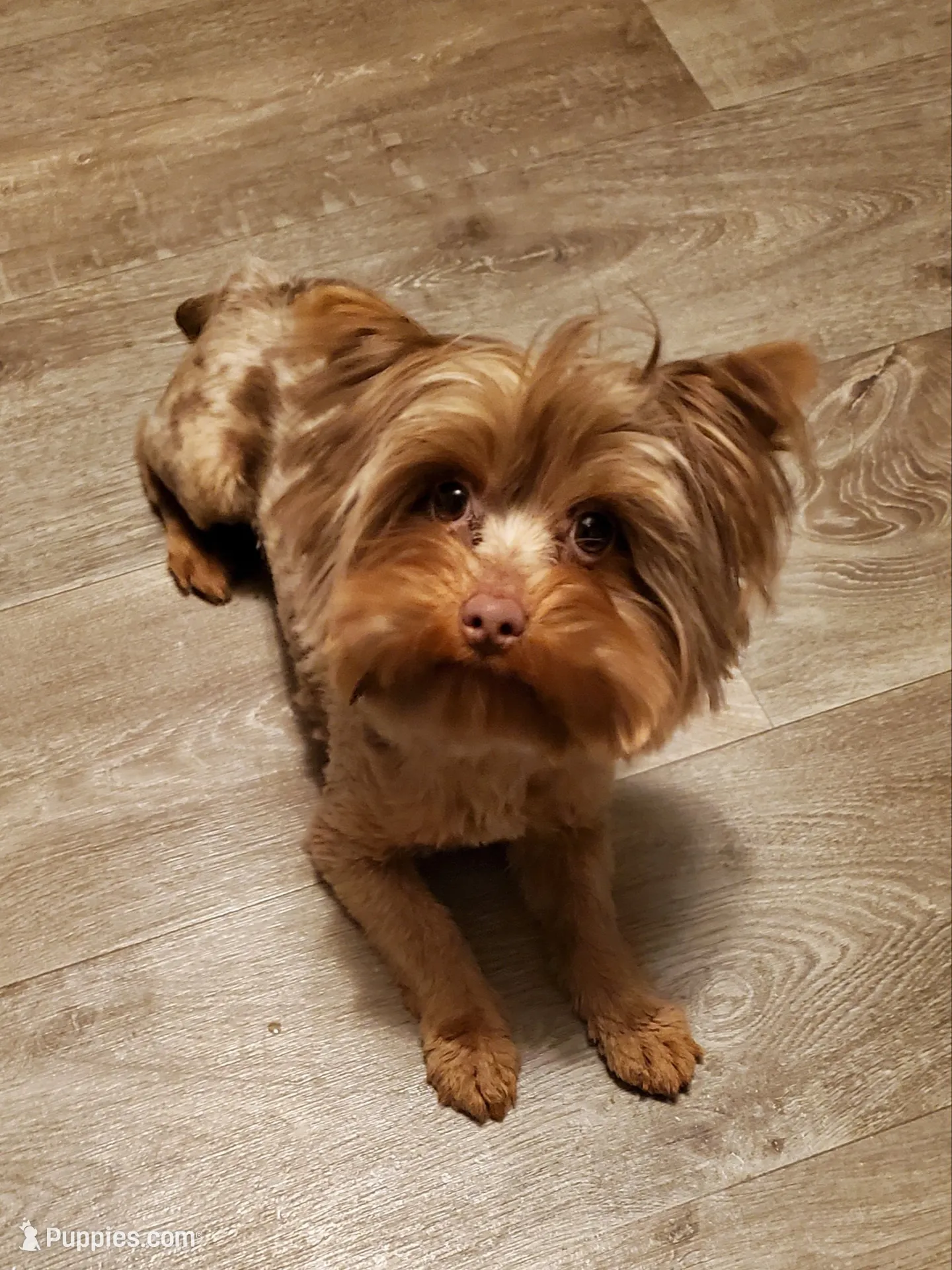 Chocolate Merle 6.5lbs , a male Yorkshire Terrier for sale in Olean, NY – 3 of 9