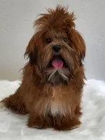 Akc Ch.Grt.Gr.Sire  Red , a  Havanese for sale in Olean, NY – 10 of 10